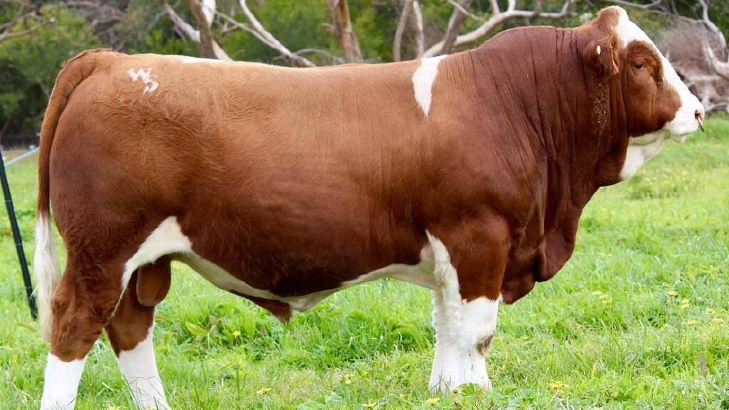 Woonallee bull sold for record $160,000