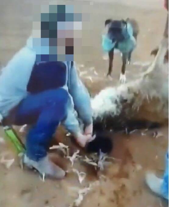 CONFRONTING VISION: A screenshot from the video which allegedly shows a man attacking an emu. Photo: NSW POLICE