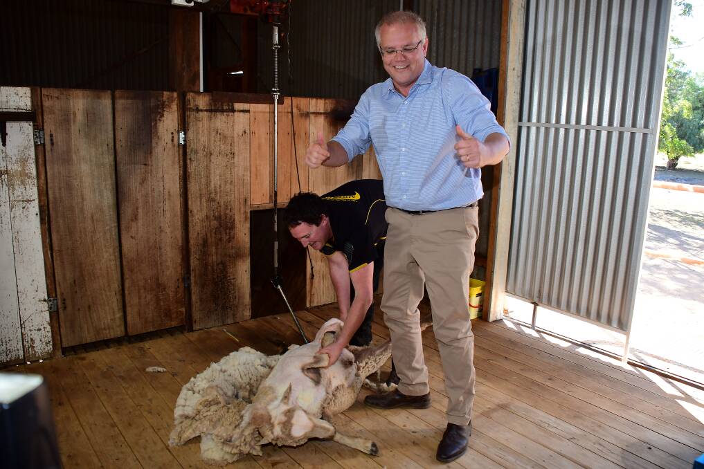 THUMBS UP DUBBO: Prime Minister Scott Morrison celebrates doing a good job shearing the sheep and hopes voters will celebrate more of his work on election day. Photo: BELINDA SOOLE