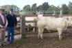 Violet Hills Charolais bulls sell to four states and top at $15,500