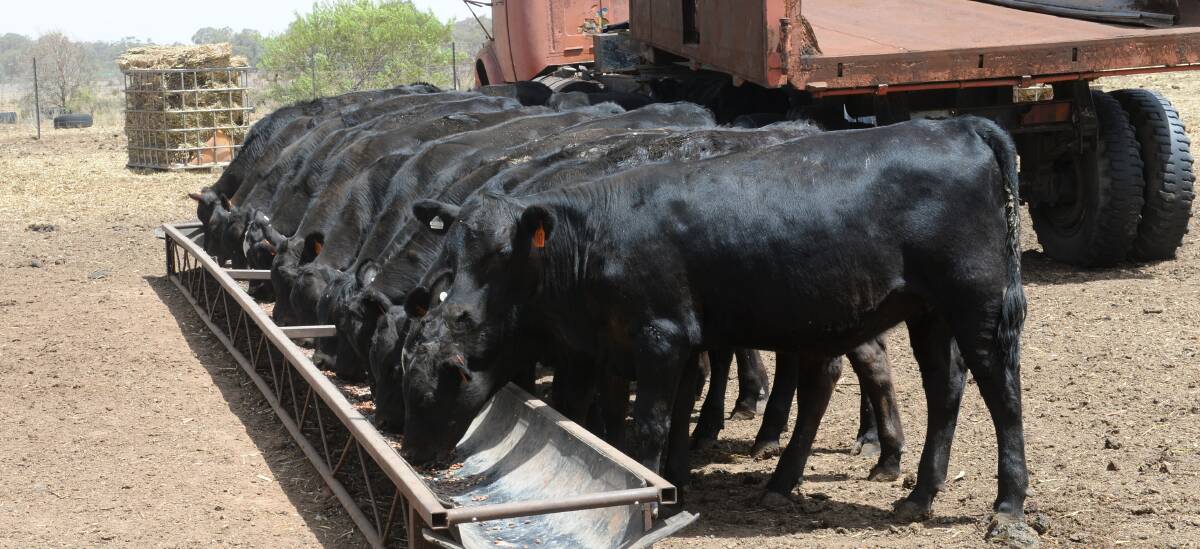 Some of the 57 Angus weaner calves feeding during yard weaning at Macoma, West Wyalong.