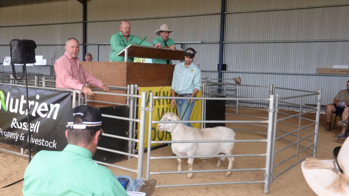 Paul Jameson, Elders Stud Stock, Dubbo, looks for bids while John Settree, Nutrien Stud Stock, Dubbo, auctions with David Russell of Nutrien Russell, Cobar in the rostrum as Jack Cresswell displays one of the lots being offered.