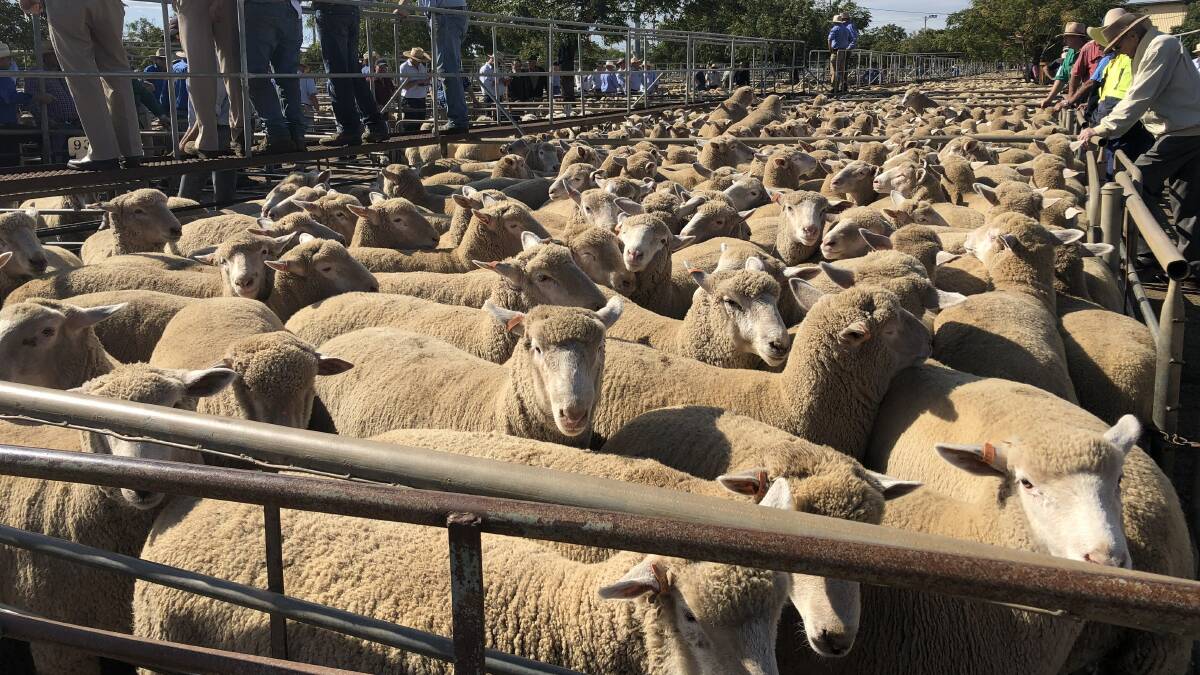 The $270 lambs which topped yesterdays weekly prime sheep and lamb market at Dubbo. They were offered by Christie and Hood, on behalf of the Shanks family, Shanks Farms, Dubbo.