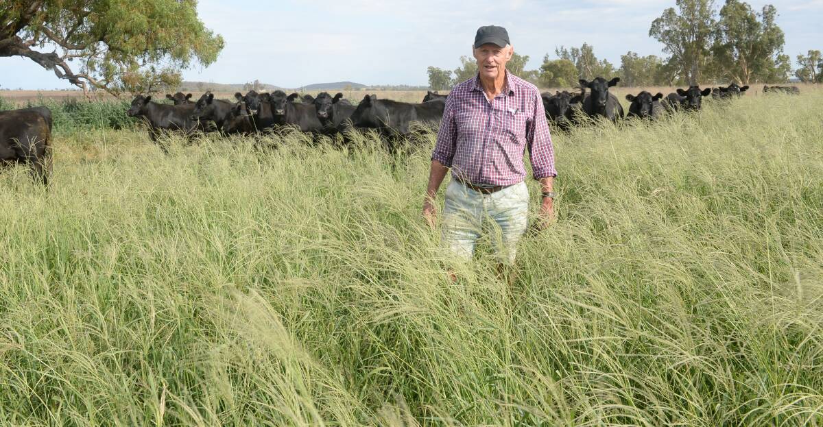 Ross Dunkley in his paddock of Premier digit grass and bambatsi panic with 40 Angus steers grazing at Myrtledale, Geurie. He says he should have 80 head to utilise the feed.