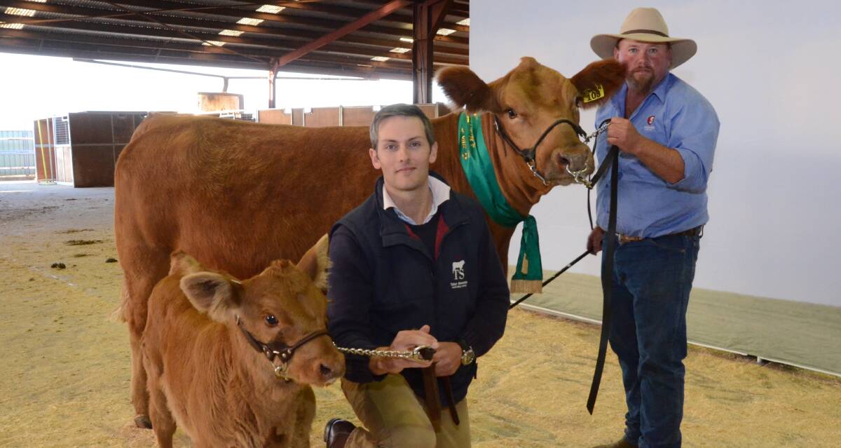 George Wraggee, Tullayr Simmentals, Scone, with his $28,000 purchase, Savannah Zoe M04, the reserve senior champion Simmental female held by Vaughan Campagnolo and exhibited by the Campagnolo family, Savannah stud, Oaklands Park, SA.