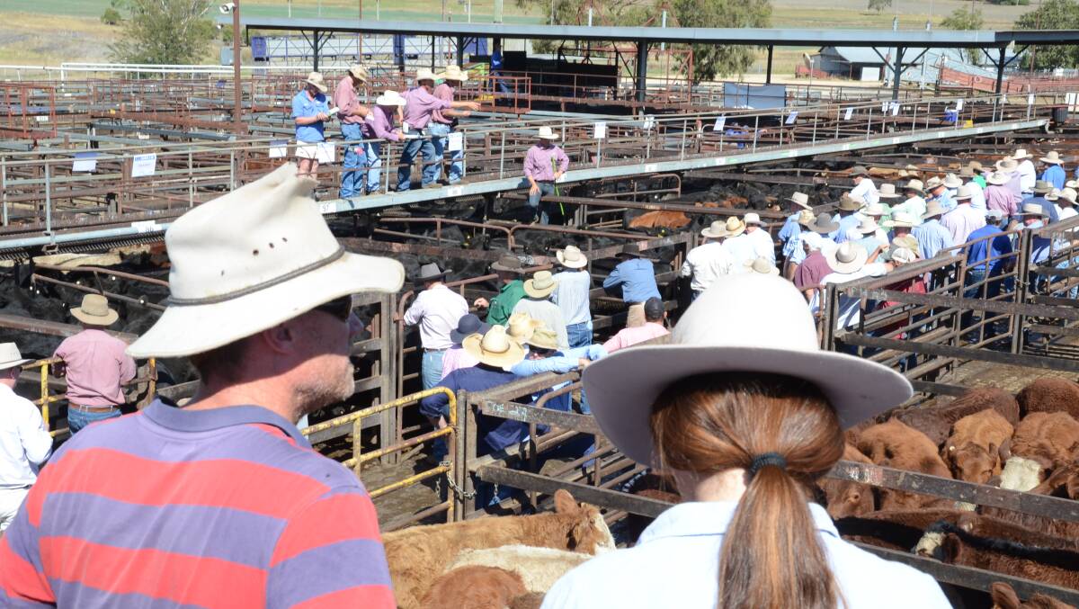 Sale scene at Inverell when 4000 weaners sold by C.L.Squires went to the Hunter and Queensland buyers.