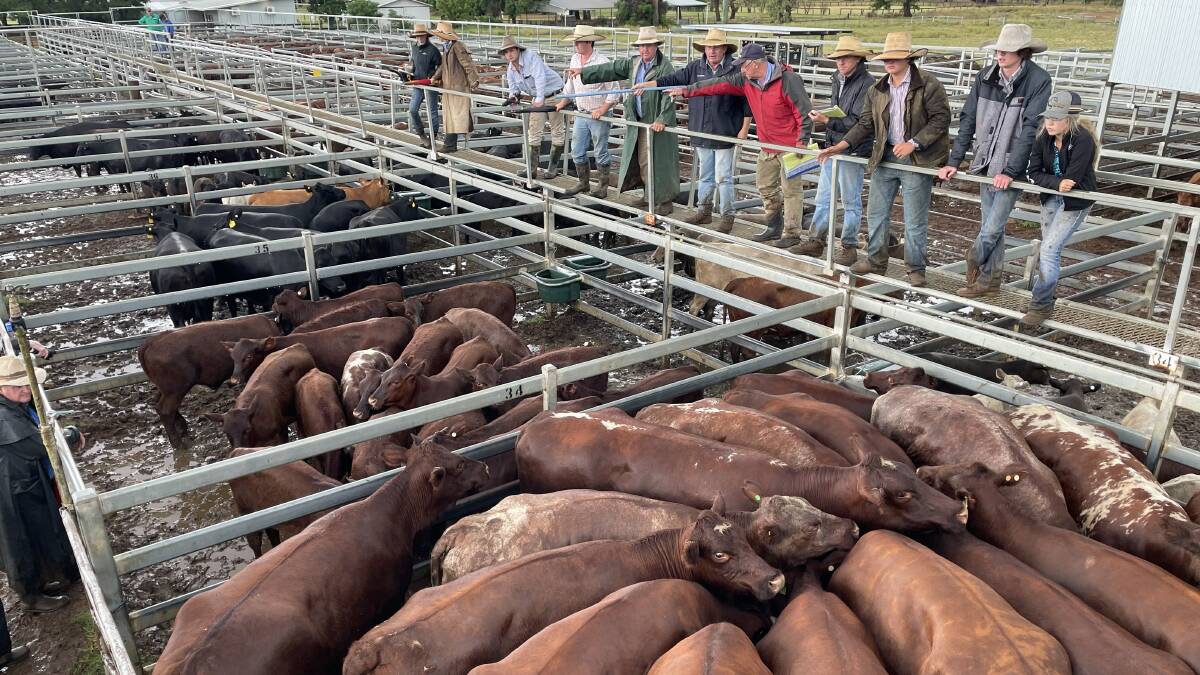 Shorthorn cows with calves sold for the Bowman family, Meruthera, Dunedoo, and topped last Friday's Dunedoo store cattle sale at $2960 a unit.