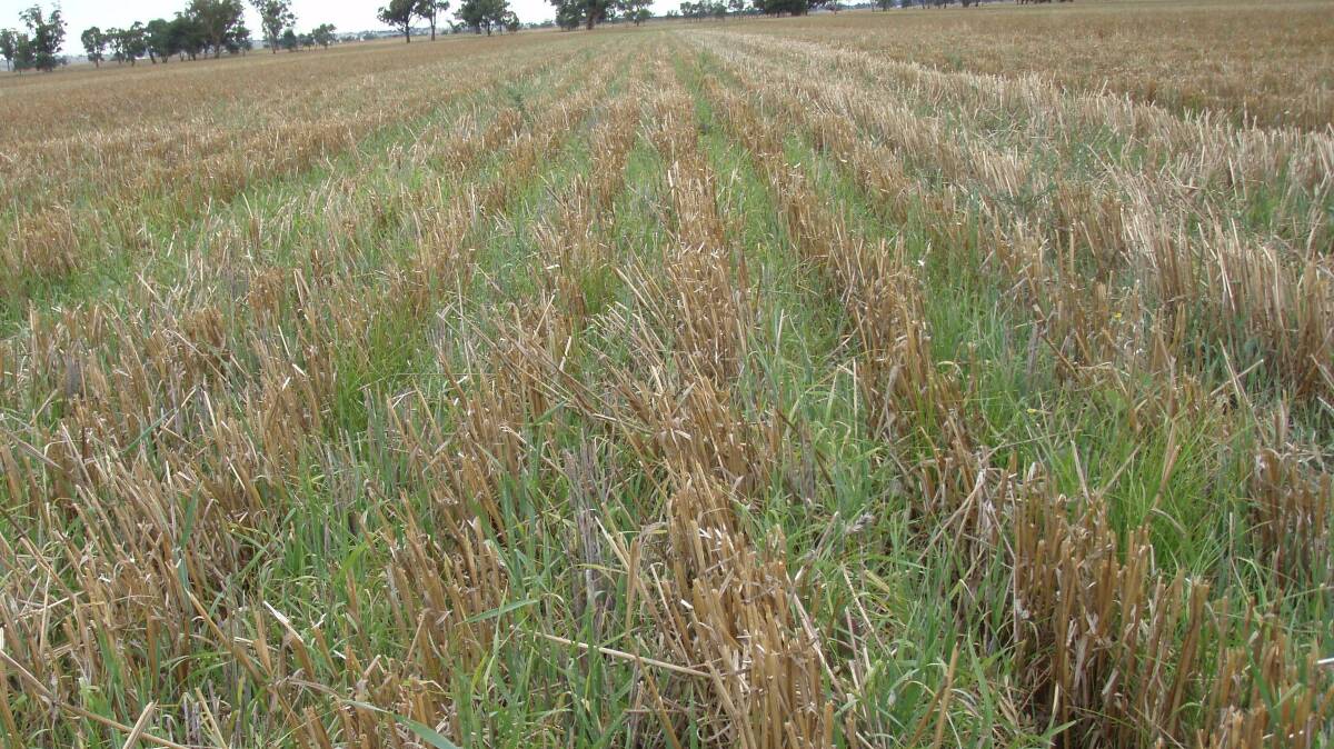 Another example of fallow weeds and self-sown crop getting away and using soil water that commonly is important for the next crop's good yield.