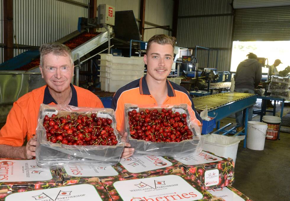 Peter West and nephew, Tom, show off the first of their cherries harvested and packed at their West Balmoral orchard between Nashdale and the Towac Valley near Orange.