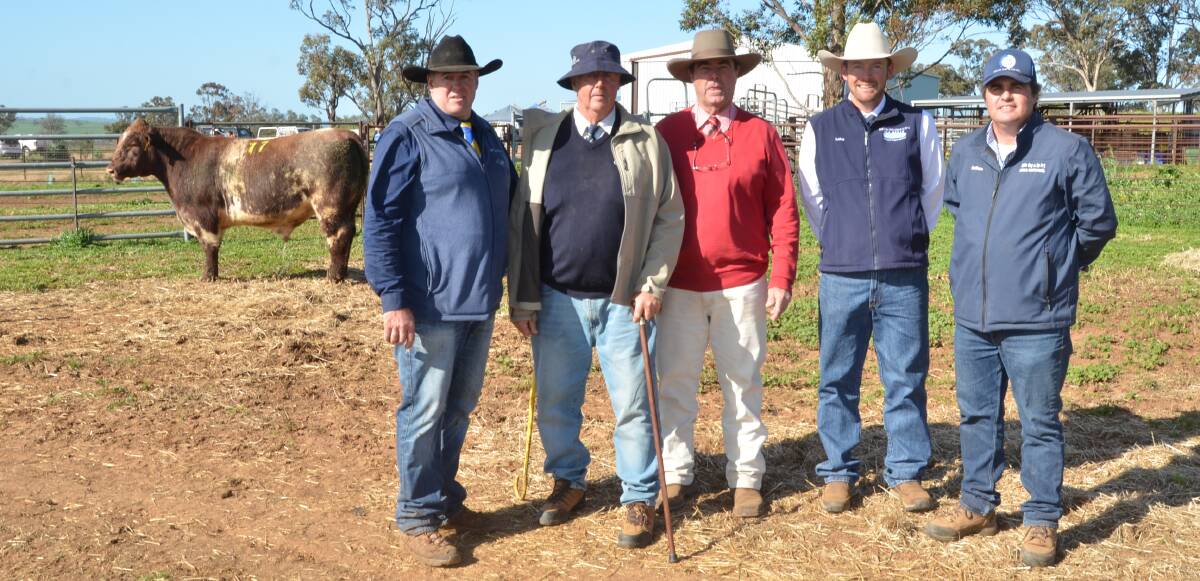 A 23 month-old son of Royalla Rockstar, Royalla Velocity P320, weighing 816kg, made top money of $36,000 when bought by David White, Butterleaf, Glen Elgin, Glen Innes. Pictured are Nicholas and Neilson Job of Royalla stud, Yeoval; auctioneers Brian Kennedy, Elders, Tamworth, and Luke Whitty, Kevin Miller Whitty Lennon, Forbes; and buyer's agent Nathan Purvis, Colin Say, Glen Innes.