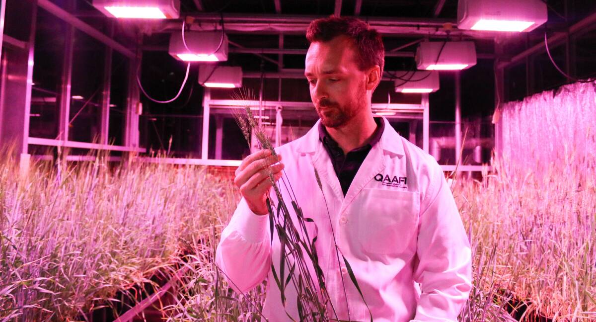 Senior Research Fellow, University of Queensland Alliance for Agriculture and Food Innovation, Doctor Lee Hickey, examines plants growing in the speed breeding facility.