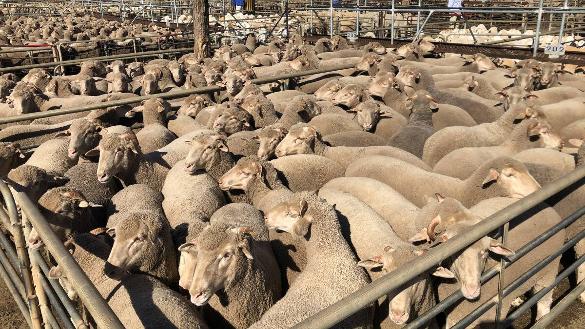 Agents from CPS Thomas, Ballhausen and Irvine, Dubbo this draft of 217 Merino lambs for a record-breaking $307.20 a head at Monday's sale. The lambs were offered on behalf of Jaimie and Lara Zell, "Widgerie", Tooraweenah. They weighed an average of 71 kilograms live weight and were Glendemar Multi Purpose Merino blood.