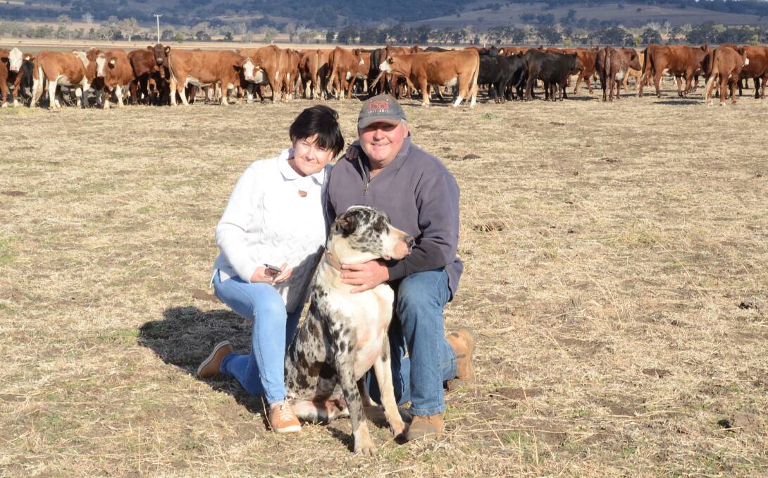 Charmaine and Peter Cook and their lovable dog, Dallas, and some of their purebred Simmental and Shorthorn breeders running with some Angus-cross cows with Angus calves in the recent sorghum stubble paddock at Barana, Coolah.