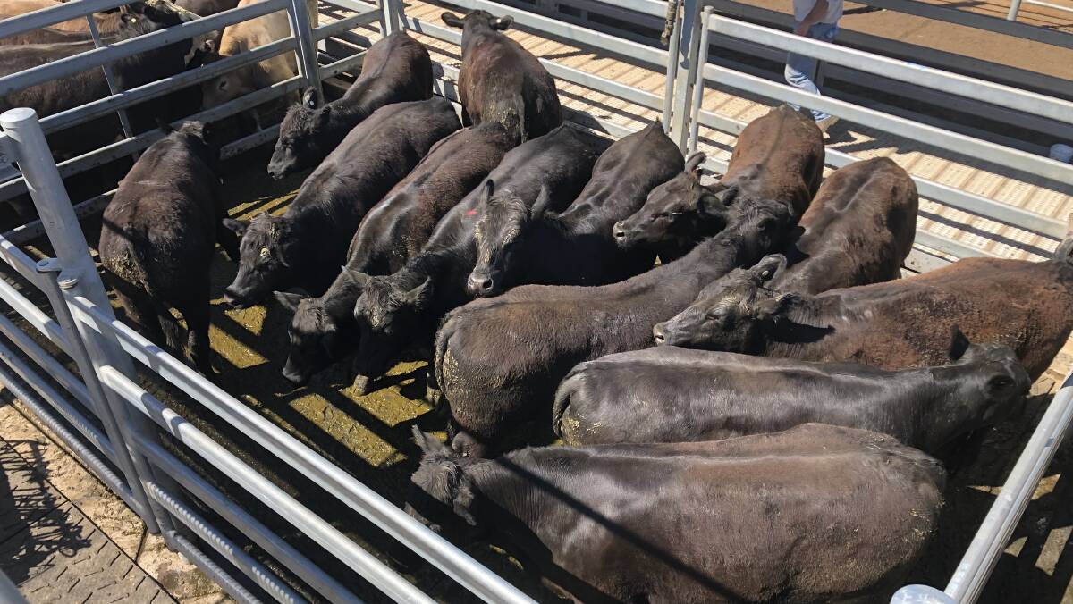 Plasto and Company, Wellington, sold this draft of 13 black steers for 413.2 cents a kilogram at the Dubbo sale last week.