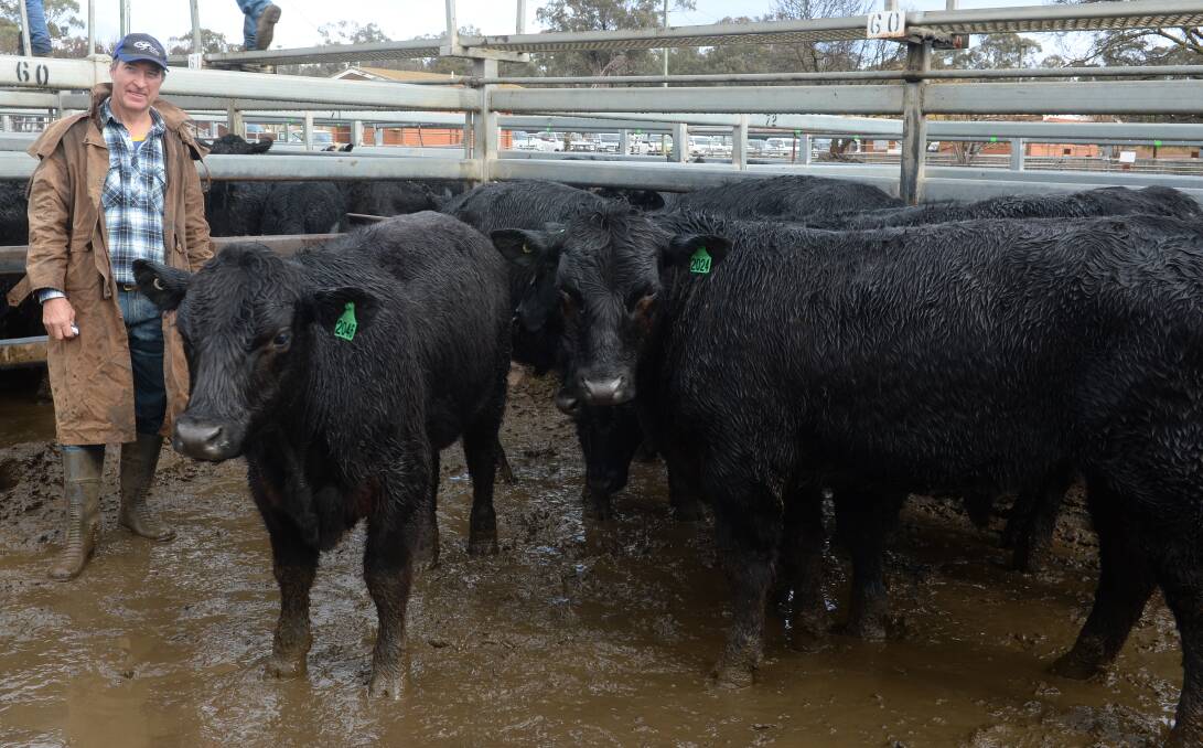 Wellington livestock carrier Paul Evison with the six Angus yearling steers which topped the steer section at $1910 a head. These will go to a Wellington feedlot for 10 to 12 weeks before marketing in the prime cattle pens.