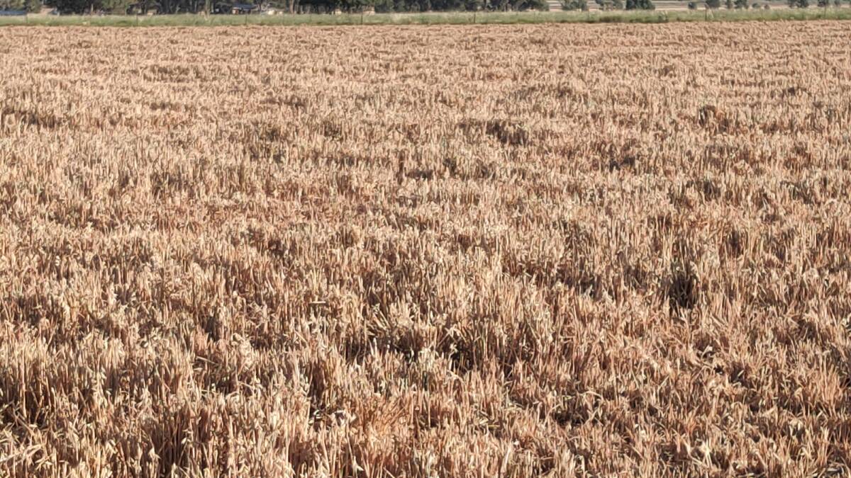 Stubble retention in cropping rotations is important for efficient capture of rainfall to build sub soil moisture, generally worth an extra 1.0 t/ha grain in following crops, even on lighter soils. 