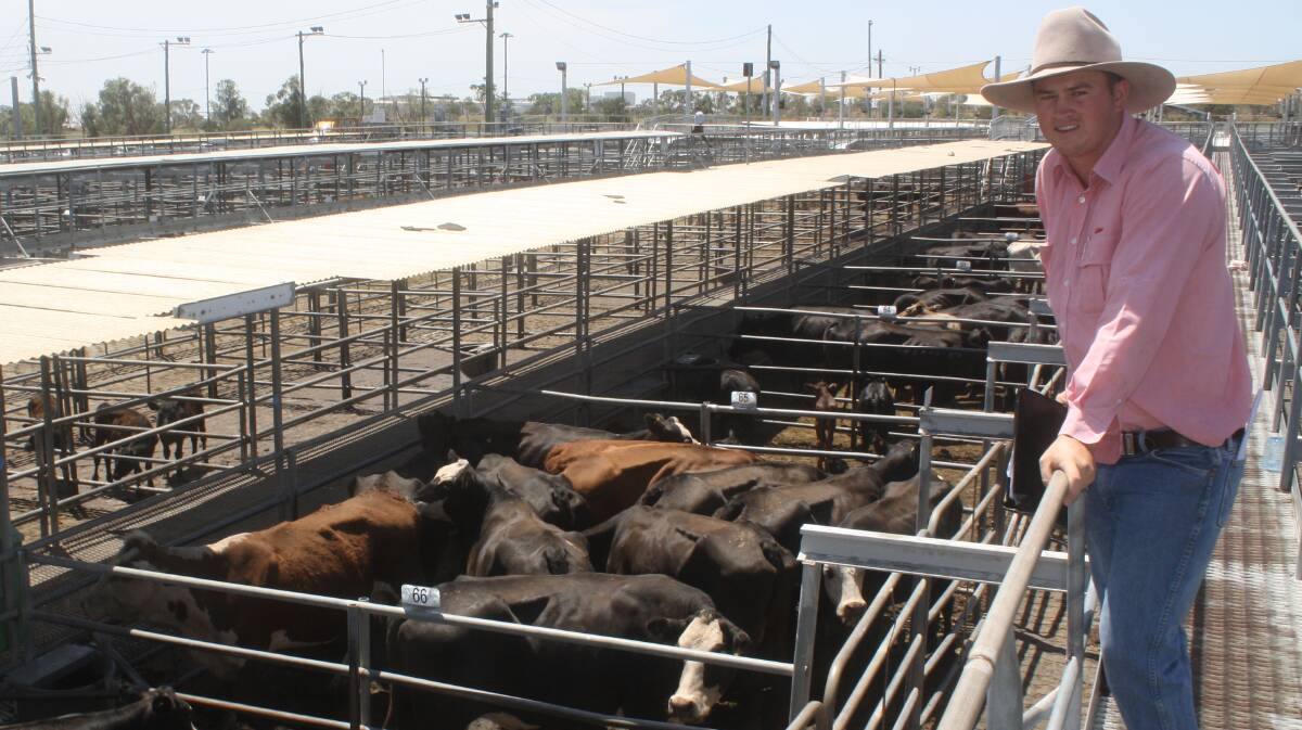 Ben Marlin, Elders, Dubbo, with cows and calves which sold for $1300/unit and were offered on behalf of a Coonamble client. The cows were four-and-a-half to five years old.  Photo: Rebecca Sharpe.