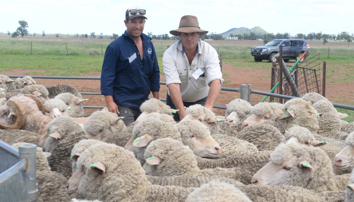 James Nixon and his classer Tom Kirk with the Nixon family's winning maiden ewes at Leewang, Yarrabandai, which gained a hat-trick of three wins in three years.