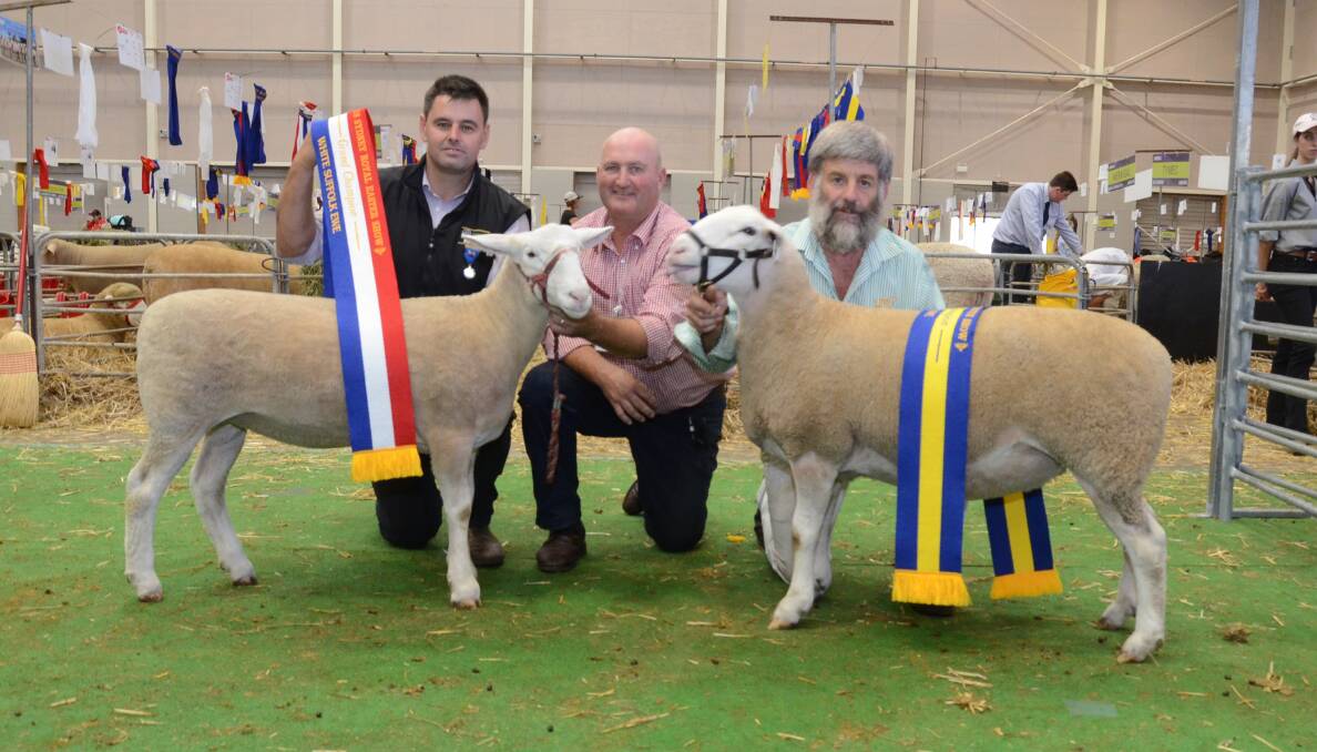 Judge Nick Lawrence sashes grand ewe shown by Mick Wall, Borrehma stud; Reserve to Bruce Stanford, Merton.