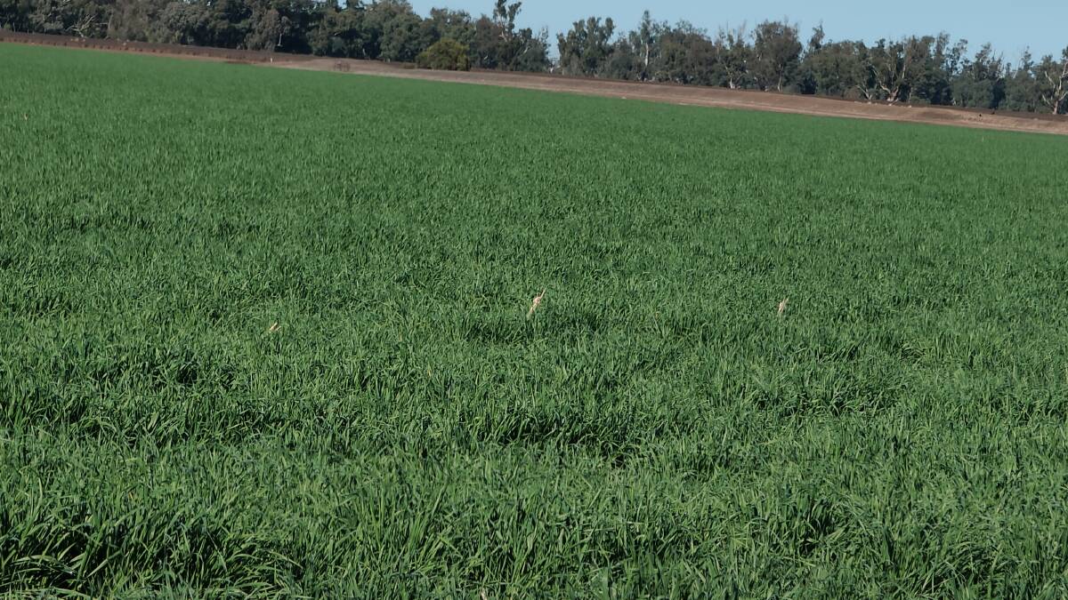 Herbicide residual activity in a previous crop, or from fallow treatment, can adversely affect following crops, potentially worth into the thousand dollars per hectare.