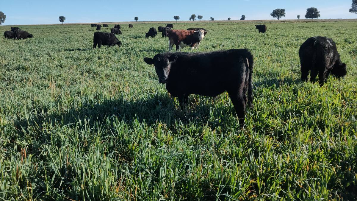 21.7.20. Oats after 75 days grazing at 3 steers ha. Mainly only possible if sown early, where subsoil moisture at sowing was high, and where soil fertility is also high.