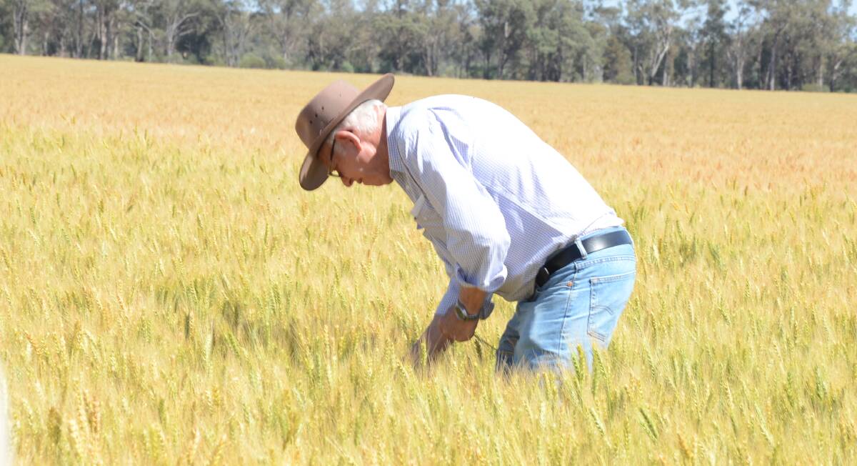 Veteran agronomist and judge of the annual state wheat championship crops for the past couple of decades, Paul Parker, Young, spends plenty of time in each crop to check out all angles for weeds, disease, overall management and yield estimates.