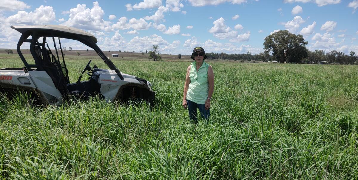 Sue Freebairn recently checking one of our farm's Premier digit paddocks. While we run cattle, two of our neighbours run sheep and use tropical grasses.