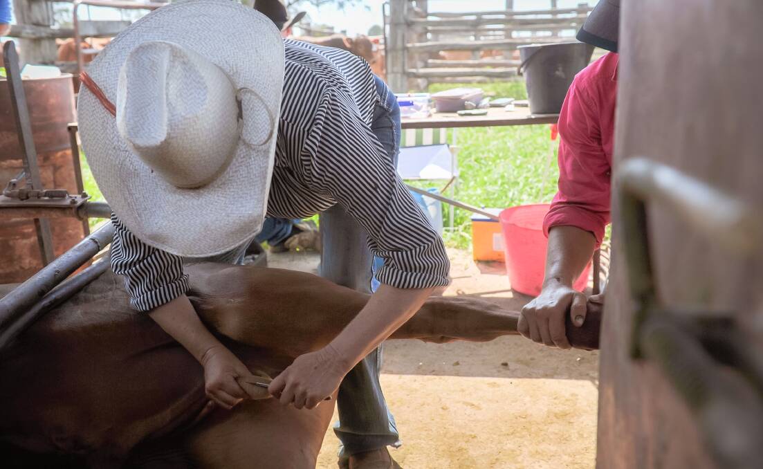 Pain relief is commonly used during major animal husbandry procedures, according to Dr Geoffry Fordyce. Photo: Kelly Butterworth