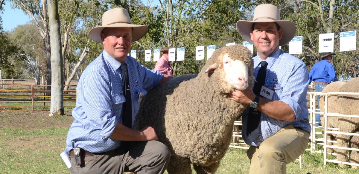 Haddon Rig principal, George Falkiner, and stud manager, Andy Maclean, with $14,000 top-priced ram, a Poll Merino purchased by the Pye family, Gingie stud, Walgett.