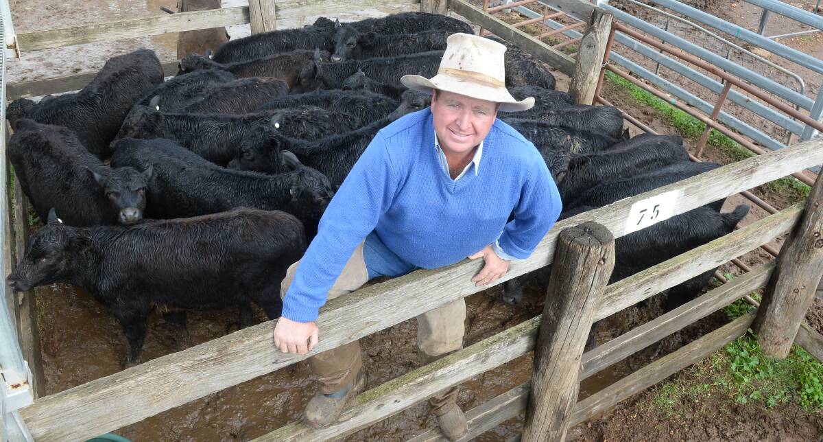 PT Lord, Dakin and Associates agent Mark Garland, Dubbo, with a pen of Angus steers suitable for restockers to value-add.