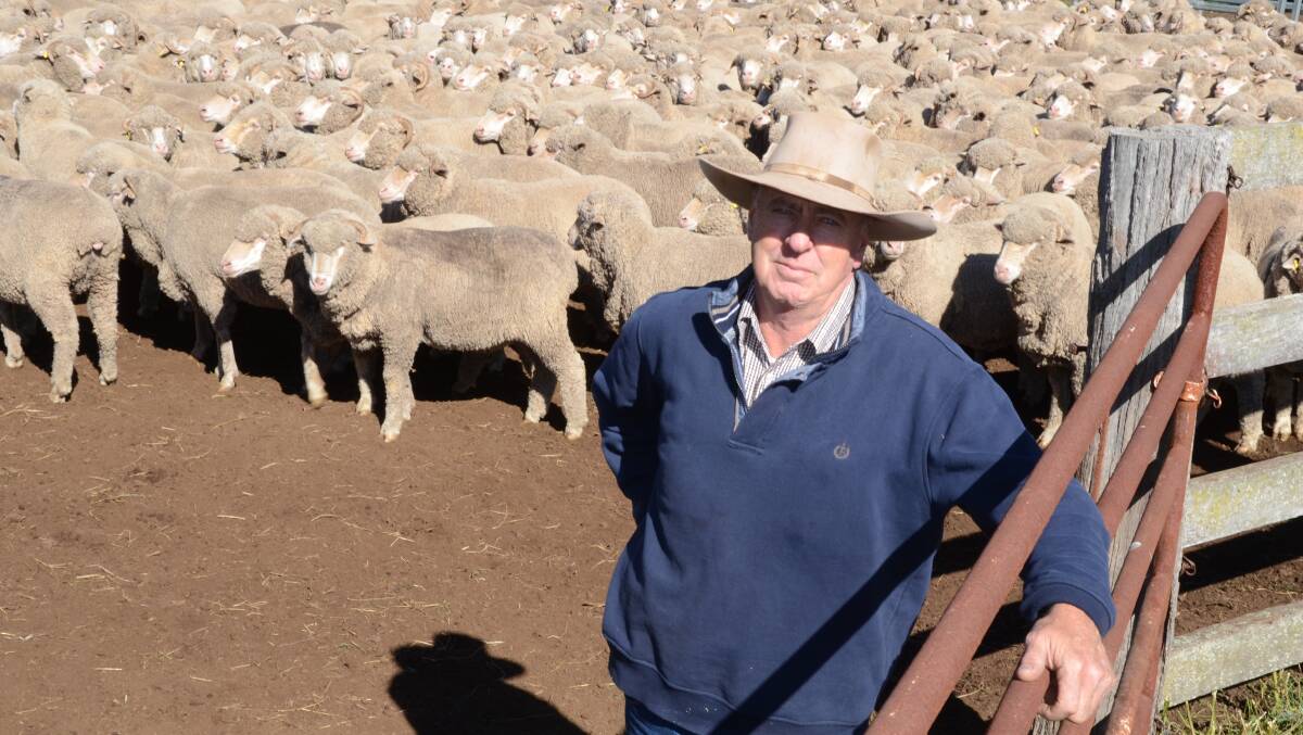 Hampshire Station manager, John Halsted, with a mob of 800 four-year-old Merino wethers of Roseville Park blood growing an average 19 micron wool and cut an average eight kilogram fleece in one of the holding yards at Hampshire Station, Merriwa.