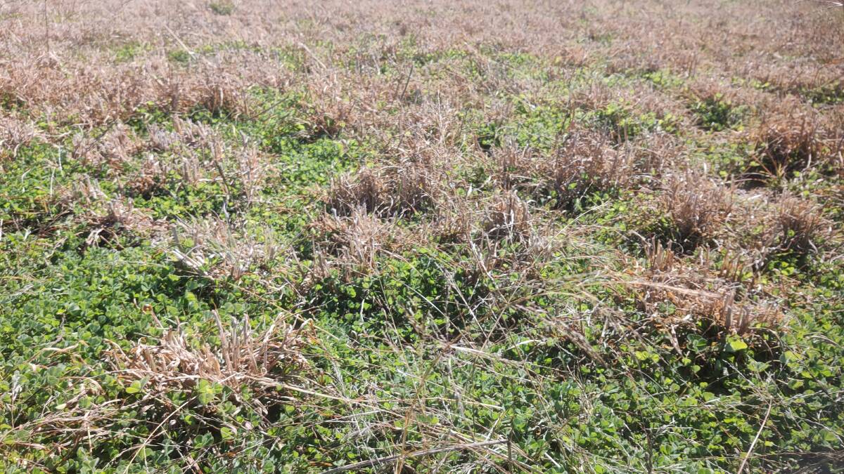 Most varieties of sub clover set better with seed close to the ground burying quickly. While seed set occurs when heavily grazed, better results with leaf development.