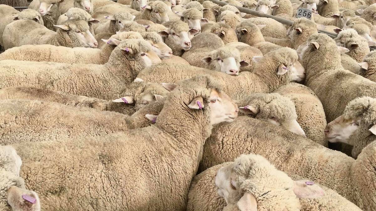 These heavy Prime SAMM lambs made $319 a head at Dubbo on Monday. But second-cross Dorset heavy lambs pipped them at $321 at Forbes on Tuesday.