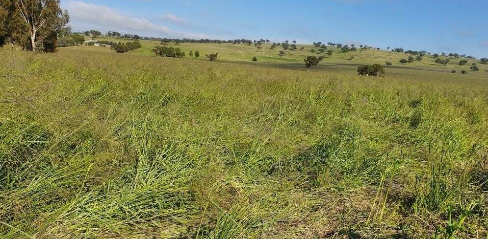 Upgrading pasture use of tropical grasses (Premier digit plus bambatsi panic on this heavy soil Cassilis paddock) to better use late spring, summer and autumn rain was a key outcome of farm survey to boost future productivity.
