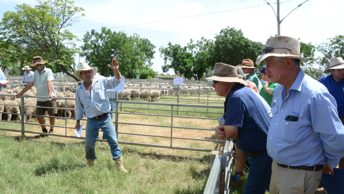 Jason Hartin sells for Hartin Schute Bell at recent a Narromine special store sheep sale.