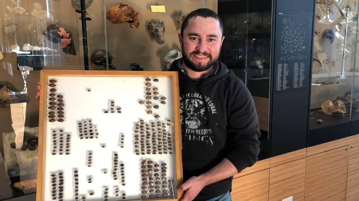 Thomas Heddle, University of New England Armidale, as part of his PhD studies has noted good survival and repopulation building of several dung beetle species post drought. He is pictured with muesum specimums. ACM photo.
