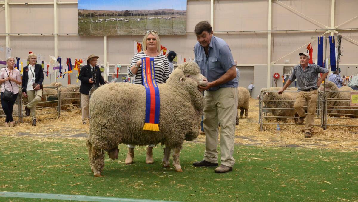 AWI Events Manager, Wendie Ridley sashes Merryville stud's fine wool March shorn champion held by Wally Merriman, Boorowa. This ram went on to be awarded grand champion fine wool ram and grand champion Poll Merino ram.