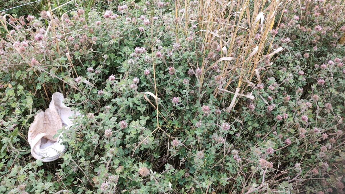 Rose clover, one of several hard seeded winter legume species. With light and late germinations common this year it is important to manage carefully this spring to ensure good seed set.