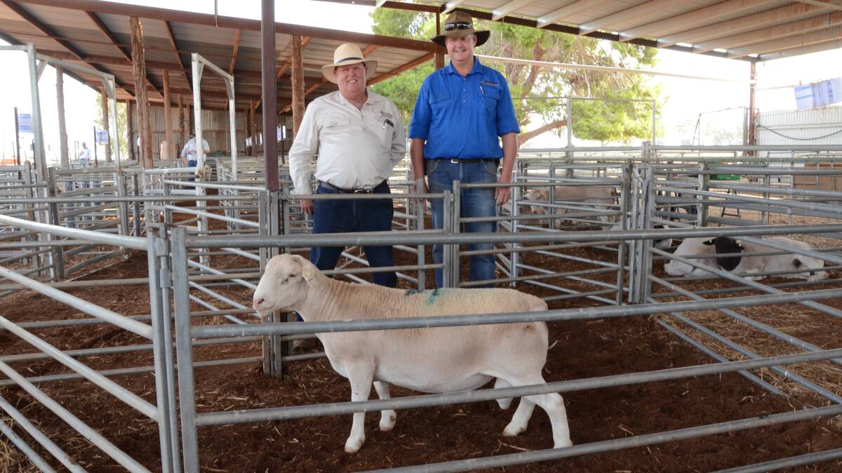 Burrawang stud's Mal Brady and stud manager Wicus Cronje with the $4000 top-priced ram, a White Dorper purchased by Peter and Penny Dagg, Eastern stud, Murrumbateman, heading to become the new stud sire.