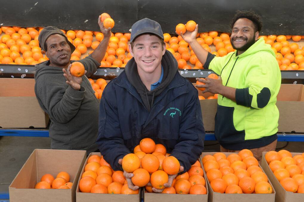 Avo Fekaro, Harry Robertson and Niggle Porykali enjoying their morning sorting oranges for packing at the Roberts family's Mumble Peg orchard, Narromine.

