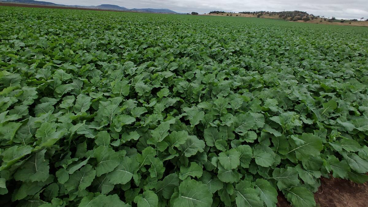 Twelve new canola varieties for growing in 2021. Higher yield, commonly combined with one or more of the herbicide resistant traits, are features of several of these. 