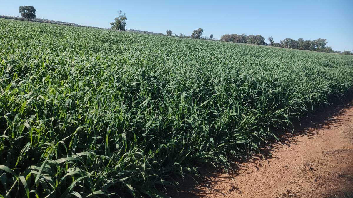 Dual purpose crops, like this oat one, while a long used practice, is gaining in popularity as part of improving farm feed supply.