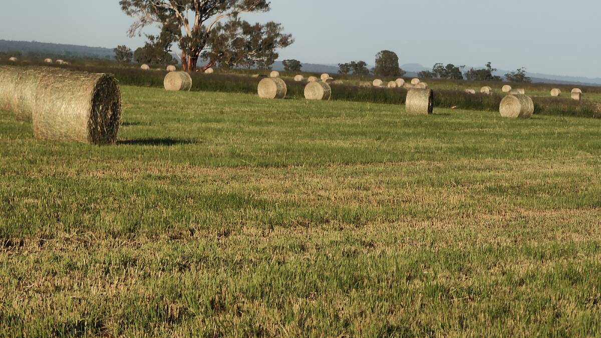 A 6.2 tonne per hectare Premier digit hay harvest in March. For good quality hay, plus good pasture recovery, of the grass as well as the companion legumes, it is essential to monitor and maintain good soil fertility.