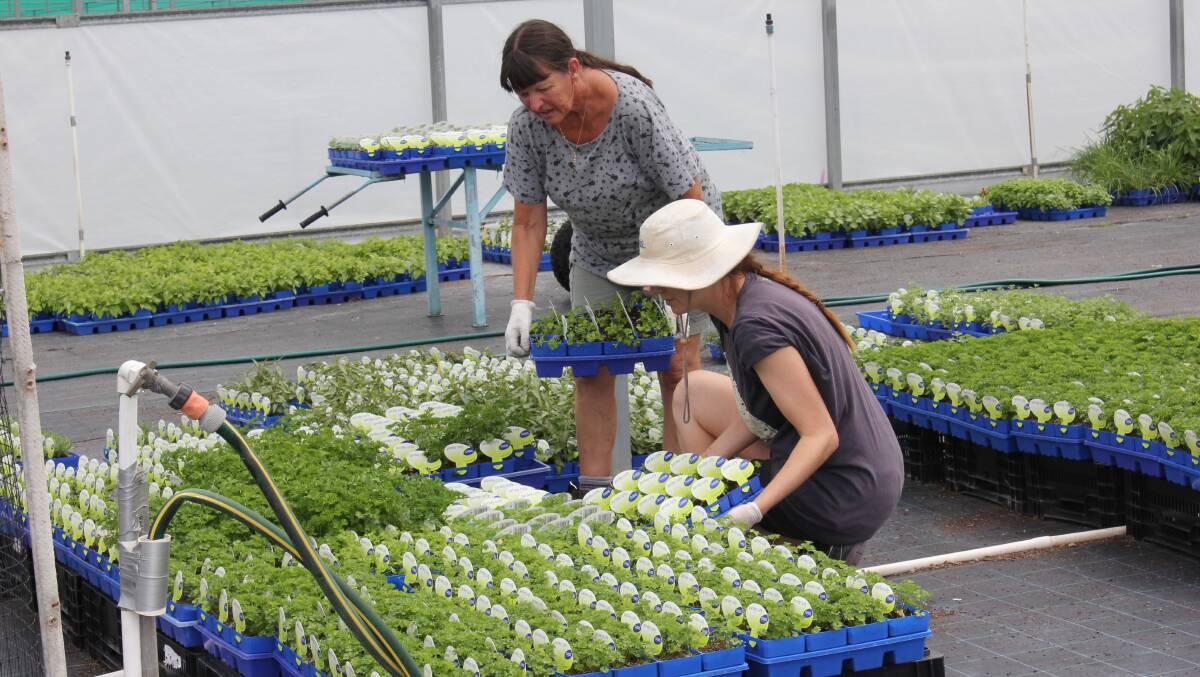 Traineeships and apprentices are available in the nursery industry.