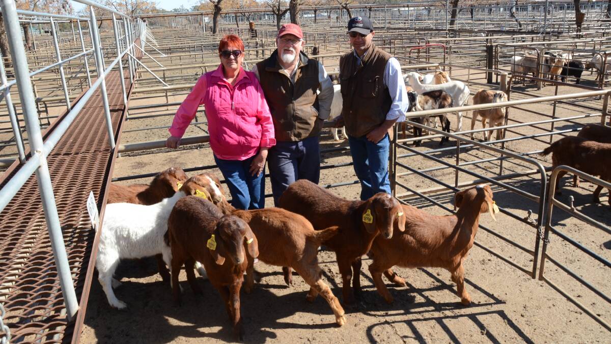 Julie and Chris Perrett, Barooga, Binnaway, with their young polled red Boer wethers and bucks and agent Joe Portelli, P.T. Lord, Dakin, Dubbo, at the Dubbo sale on Tuesday.