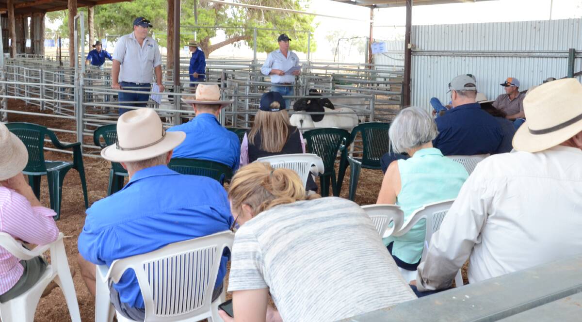 Dorper rams were in keen demand with 57 averaging $1576 and sold up to $2700 while 33 White Dorper rams topped at $4000 and averaged $1347. 