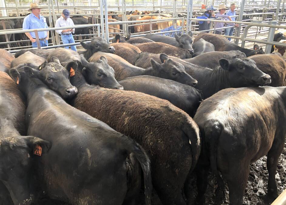 Plasto and Company sold these heifers weighing an average 390kg for 278.2c/kg for Dean Grabham and Tessa Morrissey, Gollan, at Dubbo prime cattle sale last Thursday.