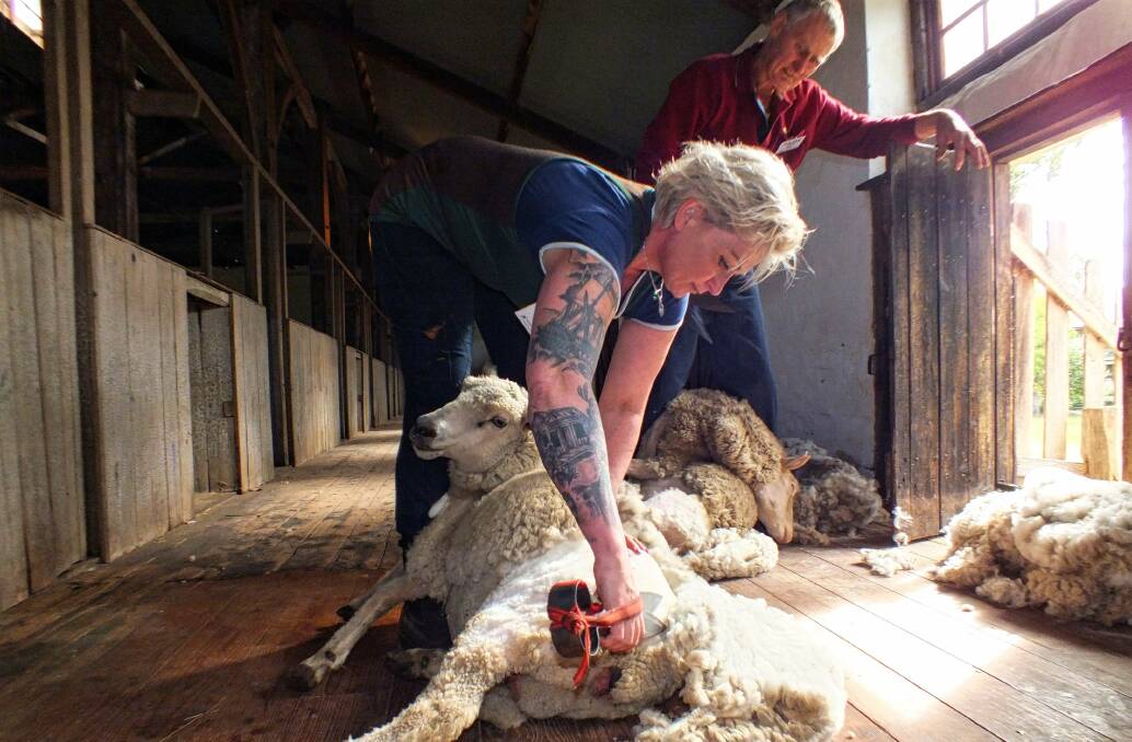 At Glencoe Woolshed, Janine Midgley of Western Australia and blade shearing guru Richie Foster, Victoria.