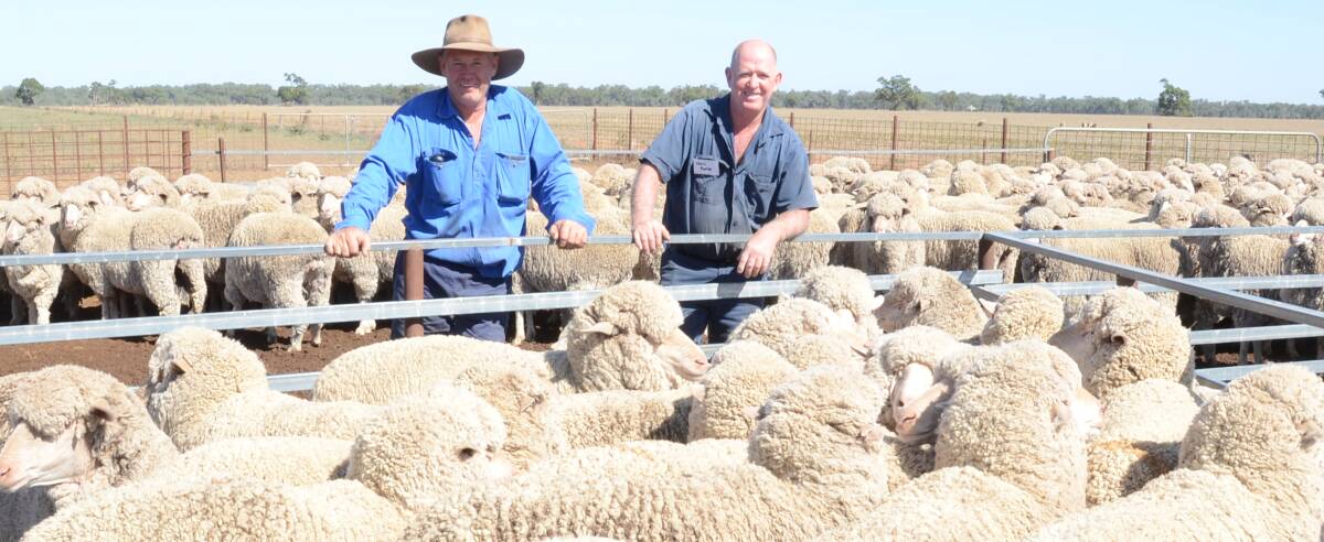 Greg and Chris Burke look over their winning maiden ewes of Bundemar blood bred at “The Kars”, Yarrabandai, and classed by Tom Kirk, Condobolin. This is the brothers' third win since victory in 1997 and eight awards since.