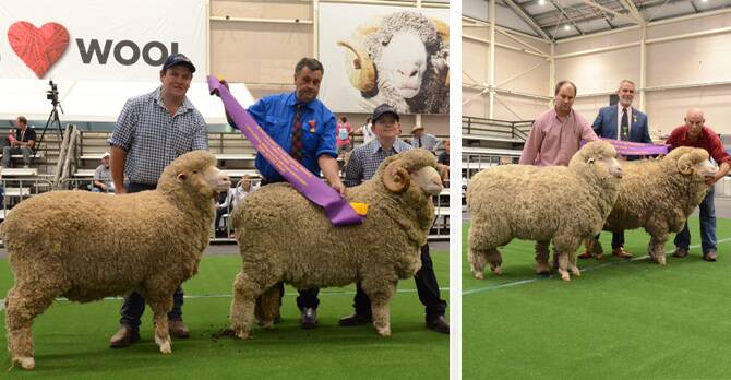 Langdene's National August shorn pair from Dunedoo, and Nerstane's RAS March shorn pair from Woolbrook.